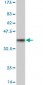 TRIM23 Antibody (monoclonal) (M05)